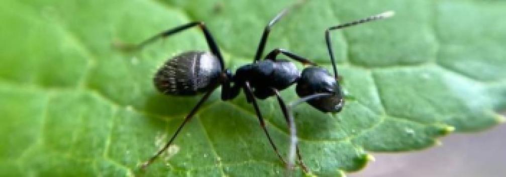 Image d'illustration